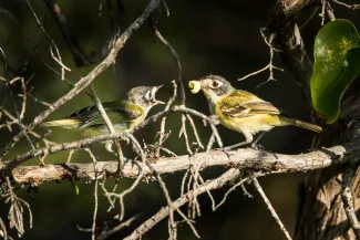 Black-capped vireo; Greg Morris