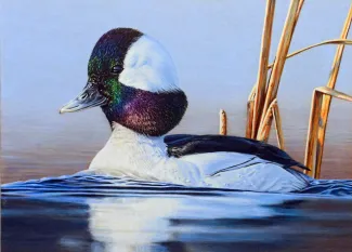 Bufflehead	2022	Mikel Donahue