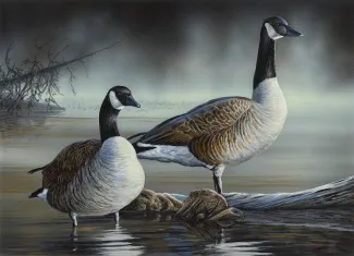 Canada Goose	2020	Anothny J. Padgett