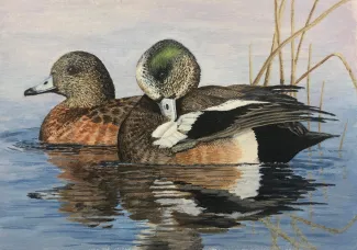 Wigeon	2021	Kelly Kadlec