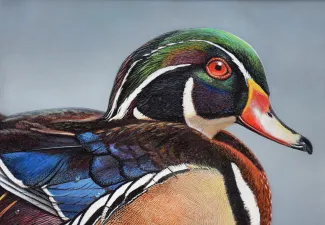 Wood Duck	2019	John Nelson Harris