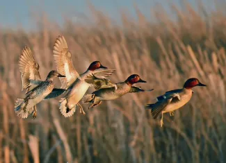 Multiple teal flying through the air about to land, photo by Tom Koerner/USFWS