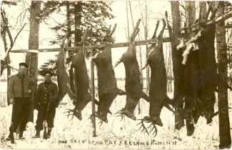 Market hunters from 1800's with deer harvest.