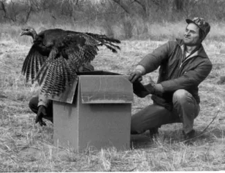 Releasing wild turkey from a box