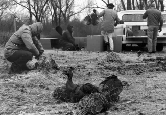 Biologists netting turkeys for transport.