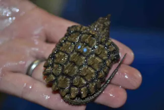Alligator snapping turtle one-year old.