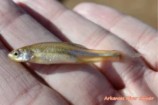 Arkansas River Shiner