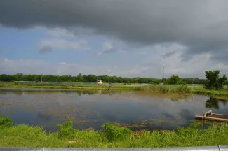 Alligator snapping turtle brood stock pond.