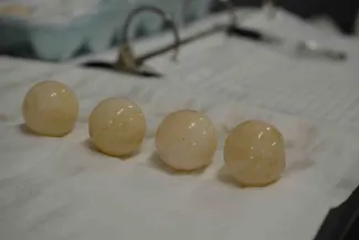Close up of alligator snapping turtle eggs.