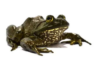 American Bullfrog