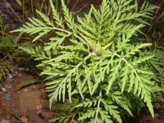 Annual ragweed. (Photo by Kyle Johnson/ODWC)