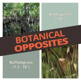 Botanical Opposites.