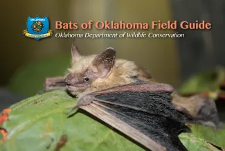 Bats of Oklahoma Field Guide Cover