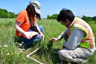 Geest and Berman use national protocols to document the number of stems and the flowering stage of a green milkweed plant growing within their sample plot.