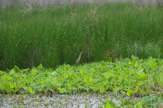 Bird in wetland.