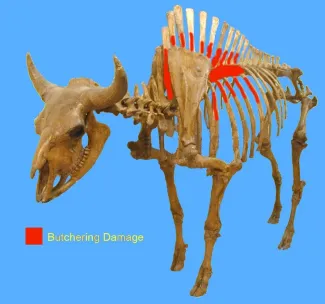 Bison butchering damage location.