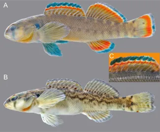 Blue River Orangebelly Darter, from Nick Lang