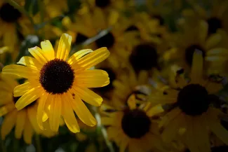 Yellow rays of brown-eyed Susan flower.