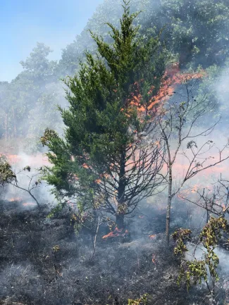 Small cedar on fire, from controlled burn.