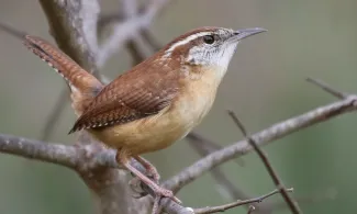 A reddish-brown bird with a white eyeline perches on a twig. 