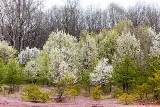 Field of callery pear, photo from Chesapeake Bay Program/Flickr