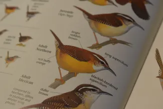 Carolina Wren in field guide.