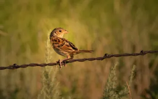 Grasshopper Sparrow (Jena Donnell/ODWC)