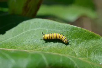 Caterpillar on a leaf.