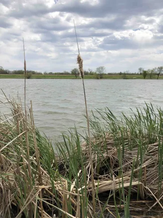 Cattails in pond, photo by Chris Whisenhunt