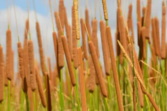 Cattails.