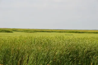 Cattails in field.