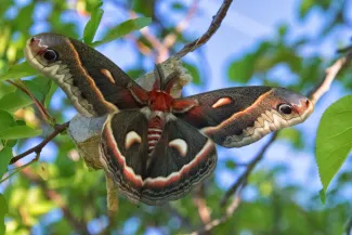 Cecropia Moth, photo by Kellie Carter/RPS 2020