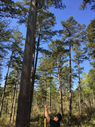 Biologist Clay Barnes checks trees for Red-cockaded woodpecker at the McCurtain County Wilderness Area.