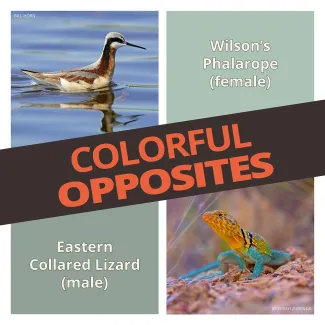 Colorful Opposites Graphic