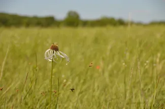 Many native “weeds” can actually benefit pastures, gardens and woodlands.