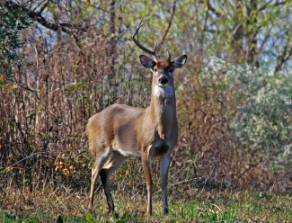 One side spike buck, photo by David Arbor
