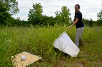 Research technician Dawn Brown collects ticks.
