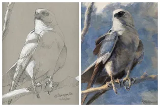 Debby Kaspari drawing of Mississippi Kite