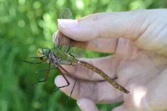 Comet Darner dragon fly.
