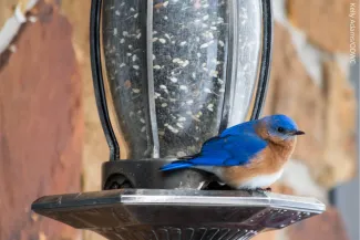 Easter bluebird, photo by Kelly Adams/ODWC