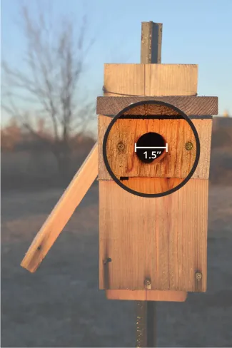 Bluebird box entrance hole.
