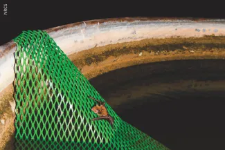 Bat escape ramp. Photo from NRCS