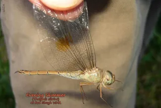 Evening Skimmer, photo from USDA