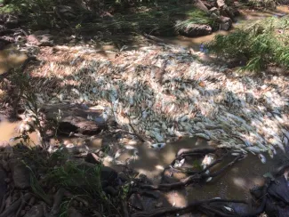 Cushing lake fish kill, photo by Ashley Nealis