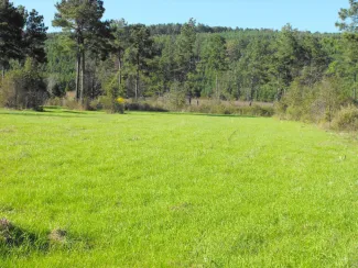Food plot, photo by Kyle Johnson