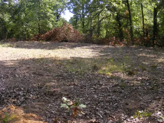 Forest openings are a great way to enhance dense forest cover for wildlife. (Kyle Johnson/ODWC)