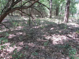 Forests too dense with tree cover fail to offer the year-round food resources that white-tailed deer, wild turkey, and many other wildlife species require.