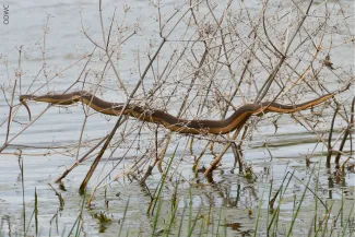 Graham’s Crayfish Snake