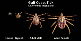 Gulf Coast Tick (Amblyomma maculatum)