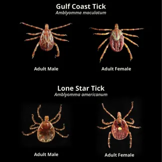 Gulf Coast Tick (Amblyomma maculatum) compared to Lone Star Tick (Amylyomma americanum)
